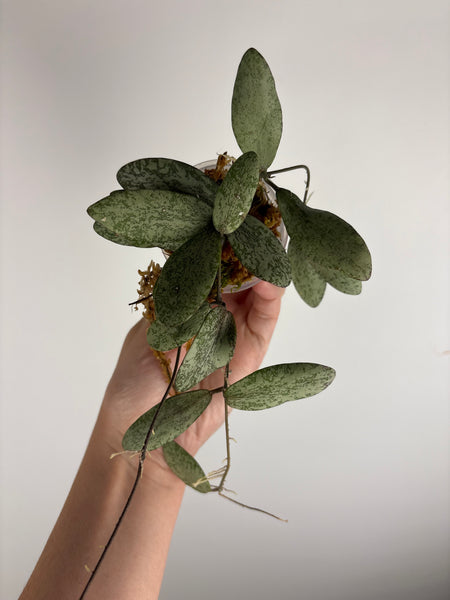 hoya sigillatis borneo B