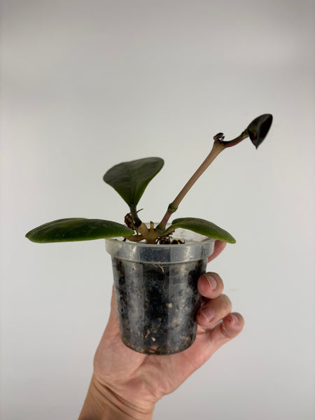 hoya obovata splash variegated
