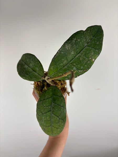 hoya clemensiorum borneo pink splash 