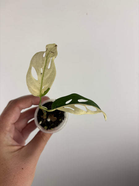 Monstera adansonii variegated D