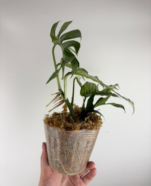 Epipremnum pinnatum devil monster