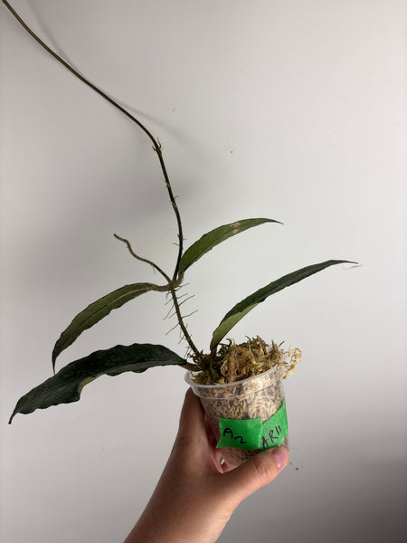 hoya Sp aceh ar11 A2