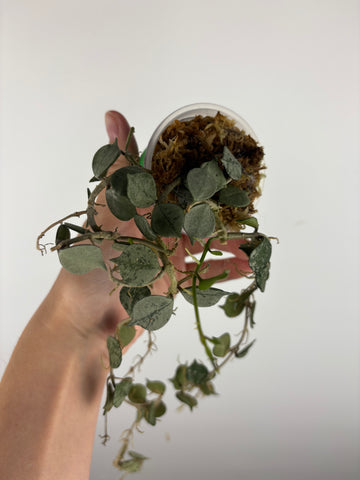 Hoya curtisii silver 5