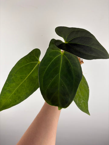 Anthurium Fort Sherman  x RVDP 1