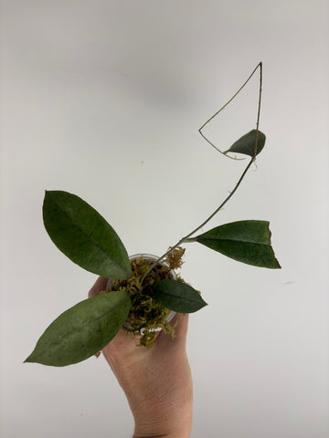 Hoya aff forbesii silver 1