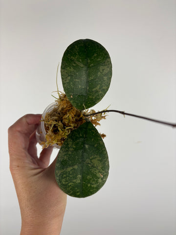 Hoya sp kalbar round leaf 4