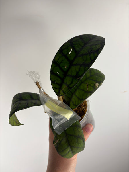 hoya callistophylla obsidian A