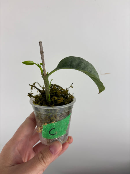 Hoya Multiflora wonderphil silver C