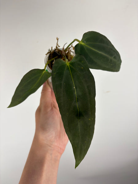Anthurium blue papi A