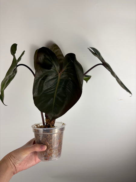 Philodendron Pink princess x billietiae