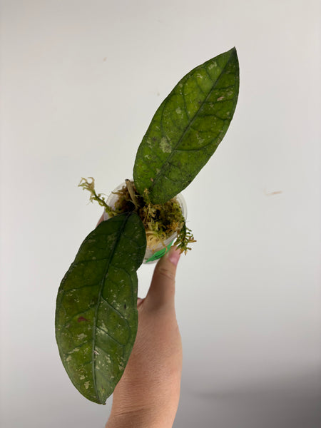 Hoya sp aceh tamiang B