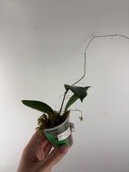 Hoya aff forbesii silver 3