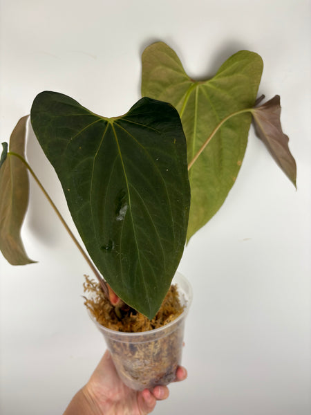 Anthurium Fort Sherman flat red