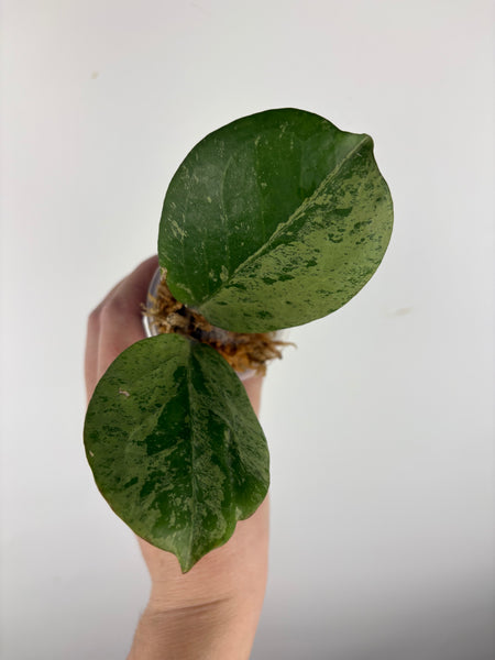 Hoya Michele silver C