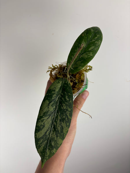 hoya Meredithii mountain kapi c