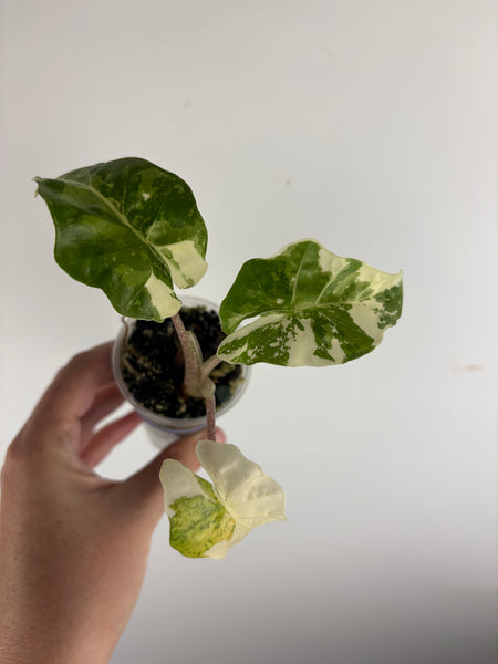 Alocasia low rider Albo