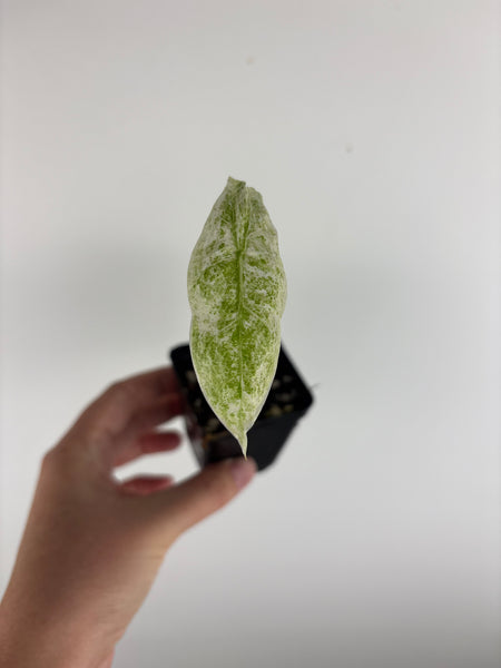 alocasia longiloba marble