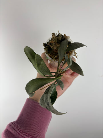 hoya lacunosa silver silvana