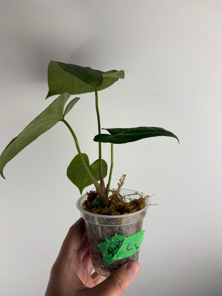 Anthurium Goliath C2