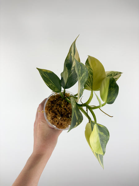 Philodendron silver sword variegated B