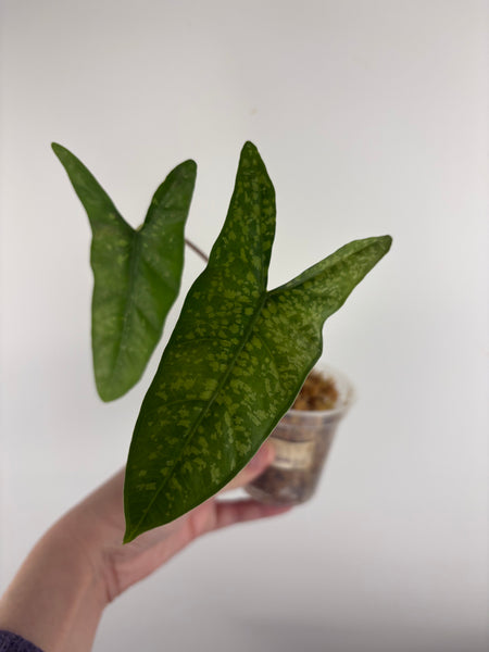 Alocasia shattered glass A