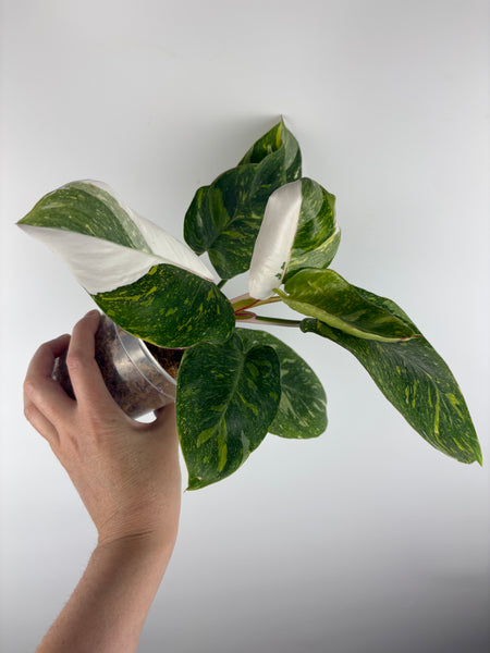 Philodendron white knight tricolour (Thailand) A