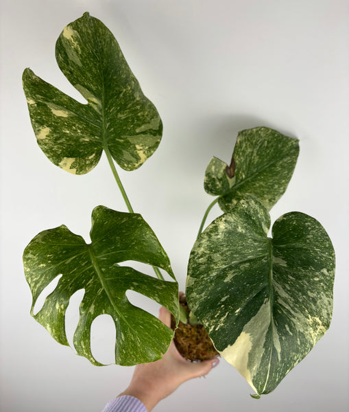 Monstera deliciosa green snow B