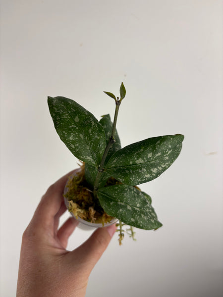 Hoya Sp garut high splash