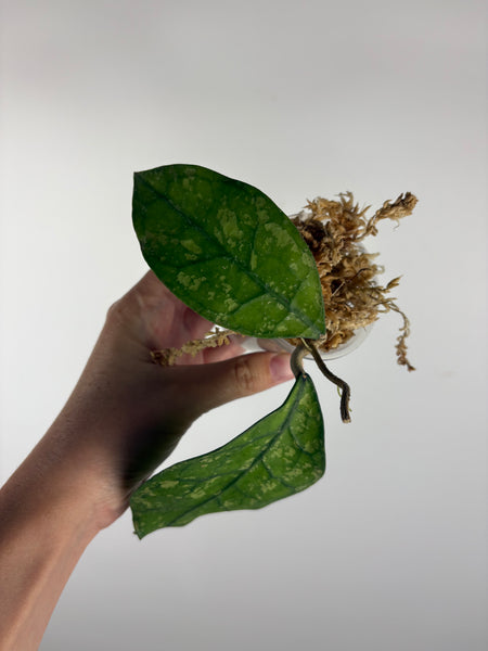 Hoya Clemensiorum Borneo splash 4