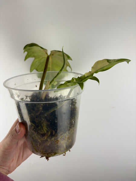 Philodendron Florida beauty x distantilobum variegated top cut lightly rooted