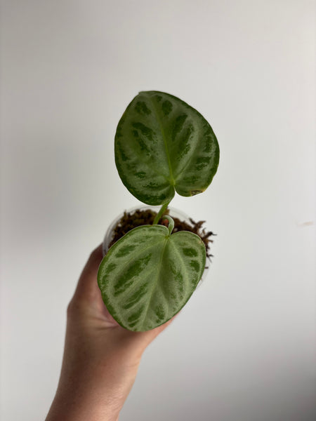 Anthurium silver king x silver tiger as is