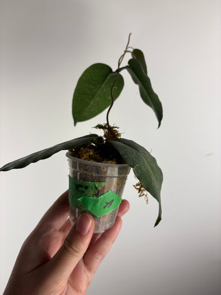 hoya Megalaster A