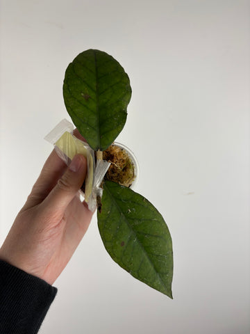 hoya sp aceh black octopus A