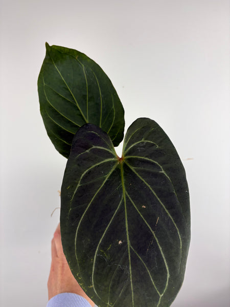 Anthurium king of spades medium A2