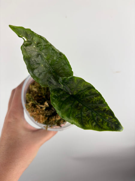 Alocasia princep sp kalimantan barat