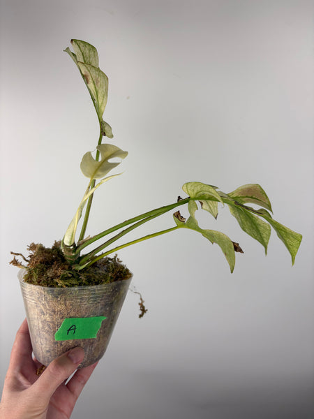 rhaphidophora tetrasperma white monster - multiple growth points