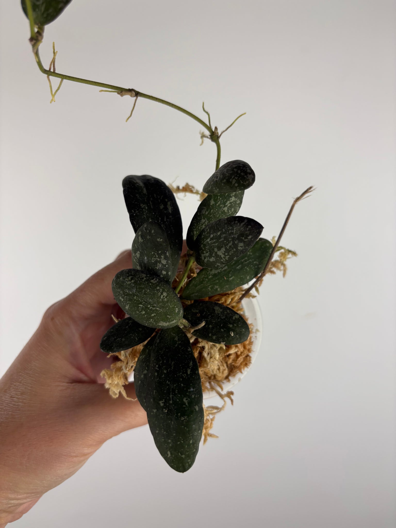 Hoya sp. GPS-7240 1