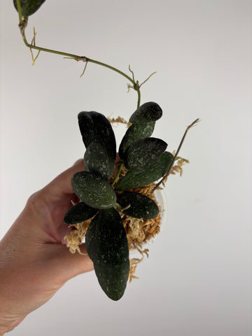 Hoya sp. GPS-7240 1