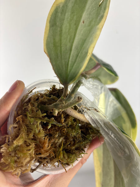 hoya latifolia albomarginata - wobbly stem