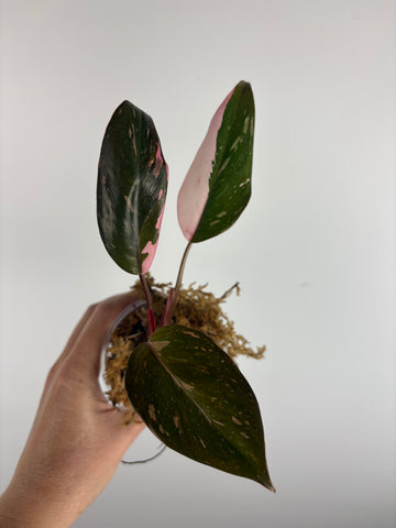 Philodendron pink cherry (Indonesia)