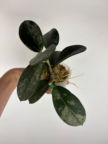 Hoya diversifolia maha dewi 4