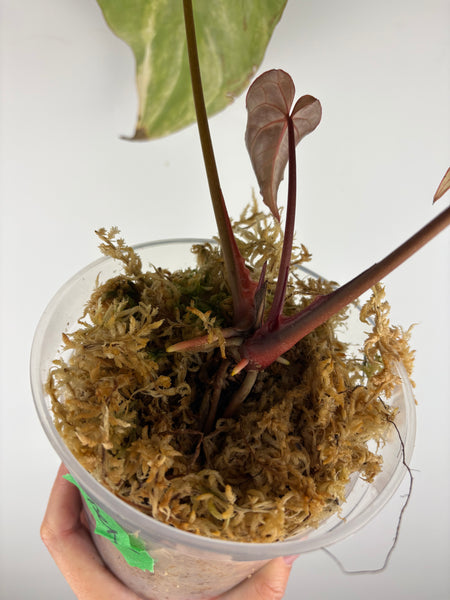 Anthurium crystallinum Petir variegated - Double growth point