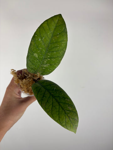 Hoya Meredithii Sp Aceh 3B