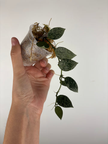 Hoya lacunosa gayung 1