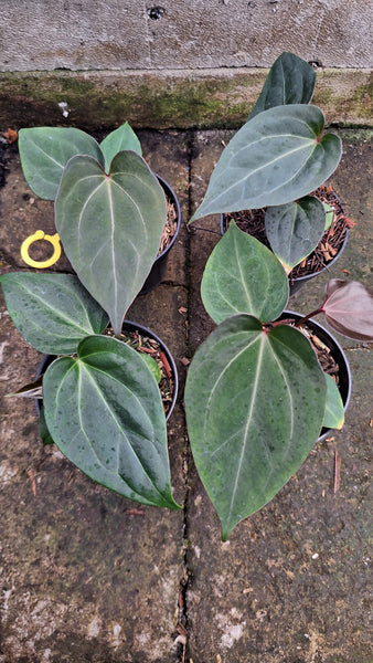 Anthurium king of spades x Fort Sherman seedlings - unacclimated