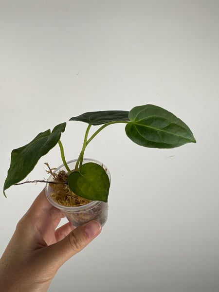 Anthurium legend x fort sherman sport variegated