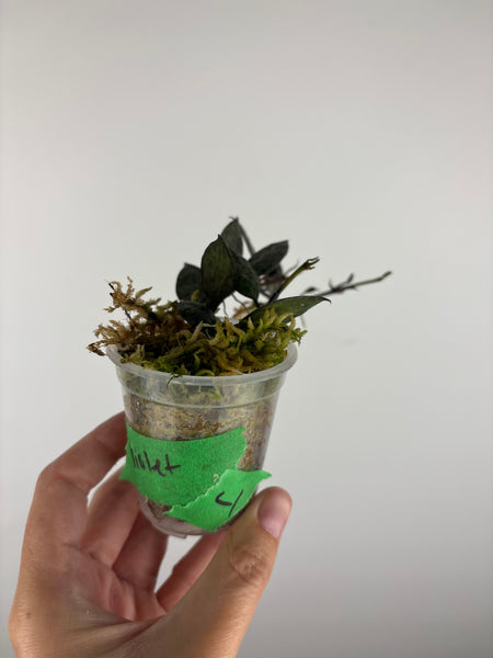 Hoya lacunosa violet 4