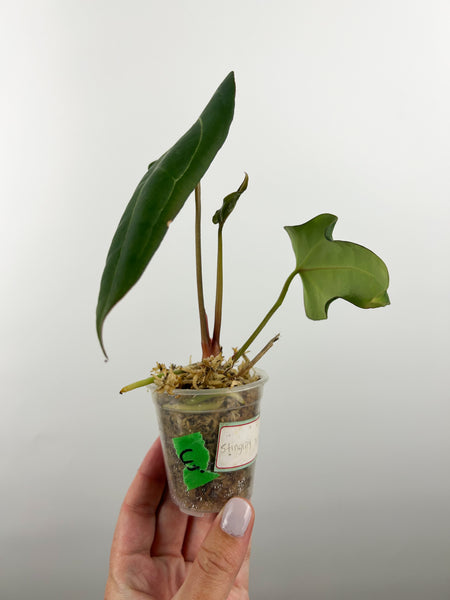 Anthurium stingray x papi red stem E2