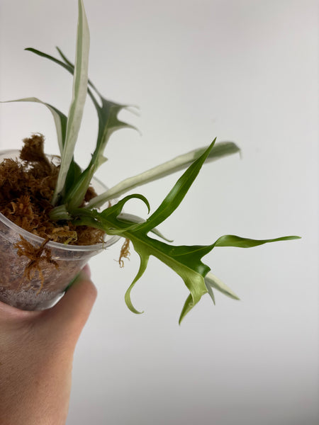 Philodendron Tortum albo variegated