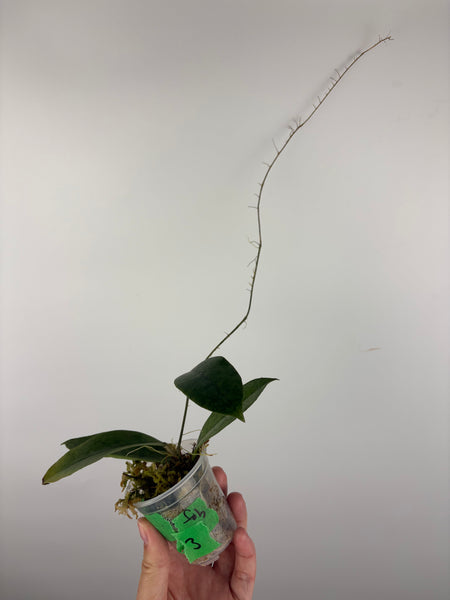 Hoya aff forbesii silver 3
